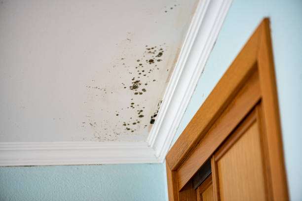 Best Mold Inspection  in Fairhope, PA