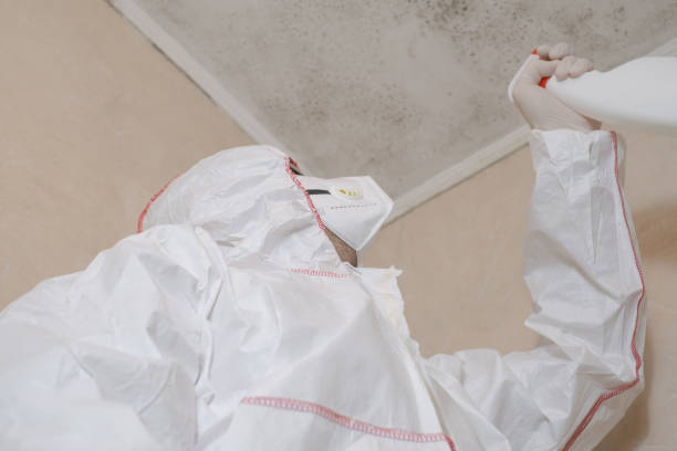 Best Fast Mold Removal  in Fairhope, PA