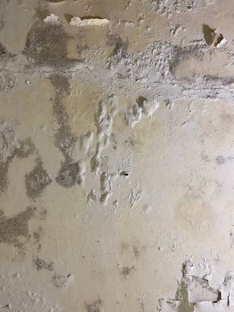 Mold Removal Process in Fairhope, PA