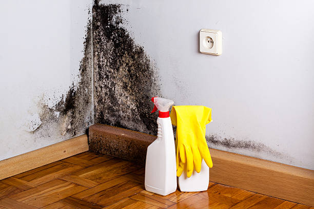 Best Certified Mold Removal  in Fairhope, PA