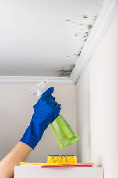 Best Attic Mold Removal  in Fairhope, PA